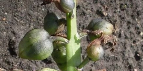 Sjeme zumbula: sadnja i njega, mogu li saditi